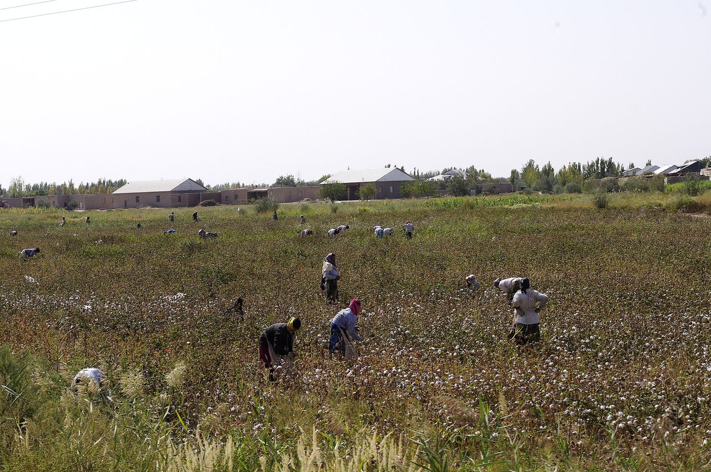 Cotton harvest in Uzbekistan